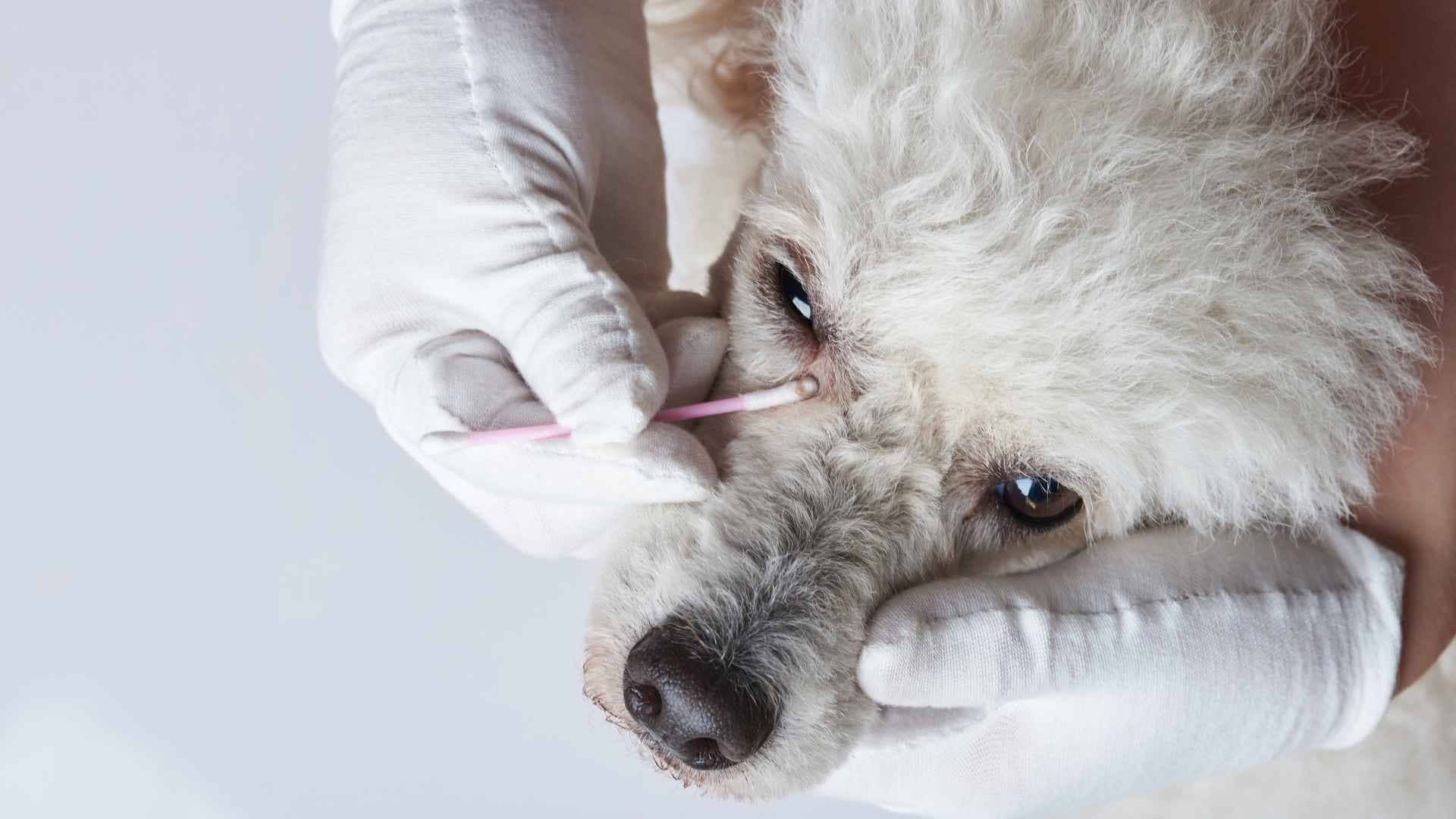 ojo legañoso perro
